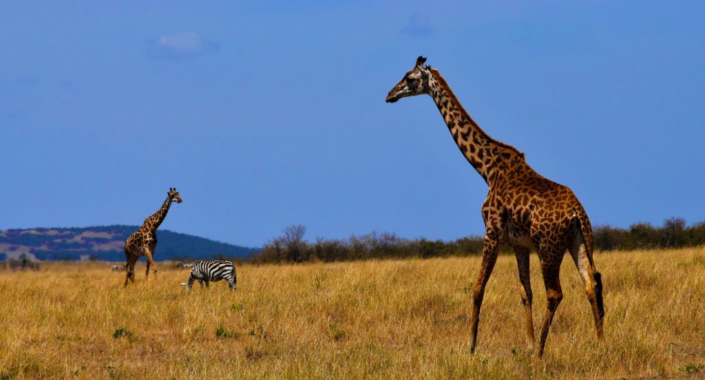 Safari de lujo por Tanzania en 2 días