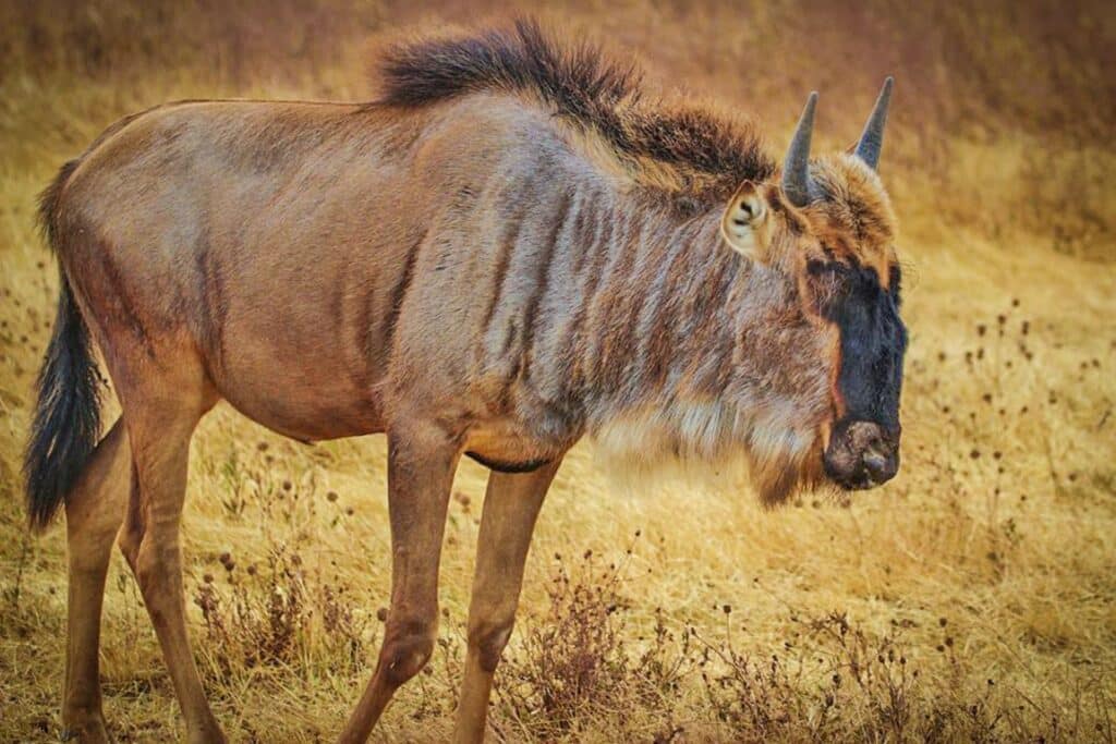 wildebeest