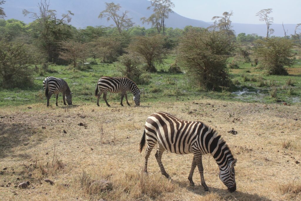 Safari de lujo por Tanzania en 6 días