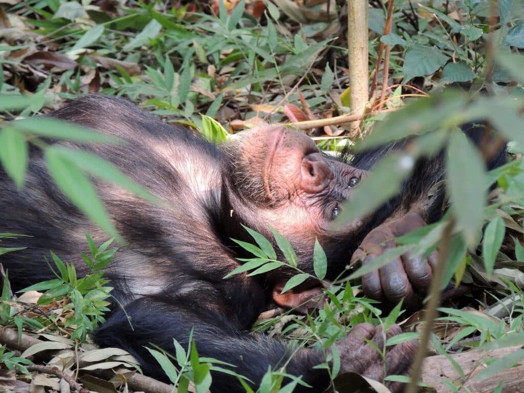 safari por uganda chimpance tres dias