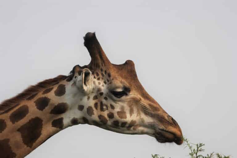 safari por uganda siete dias parques nacionales