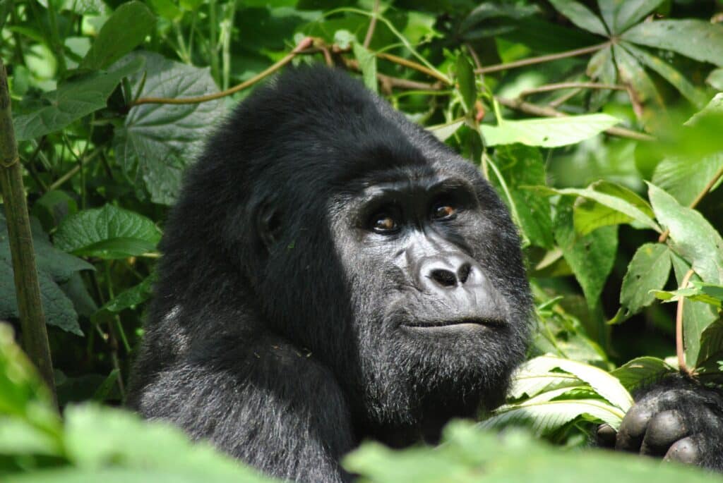 safari uganda gorilas tres dias