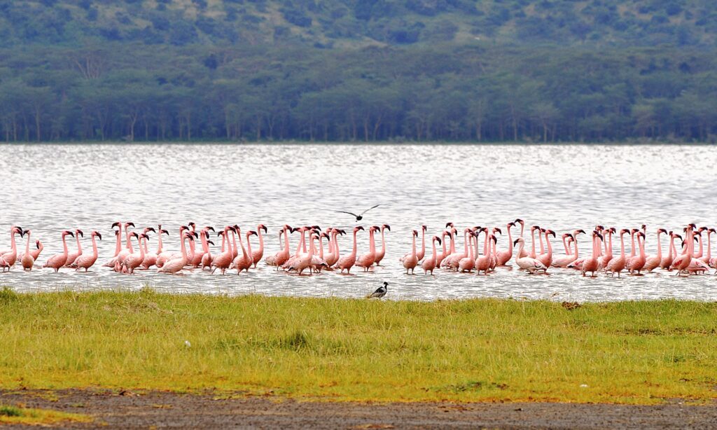 Safari en Nakuru y Masai Mara en 3 días