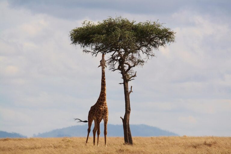 Safari en Kenia 7 días