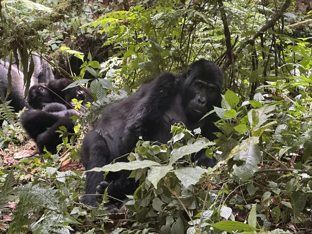 Uganda, Gorilas en la Niebla by Himba edición Enero