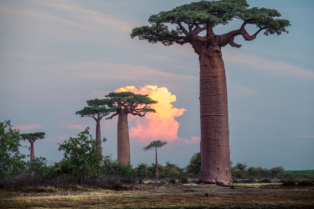 safari en tanzania arbol baobab