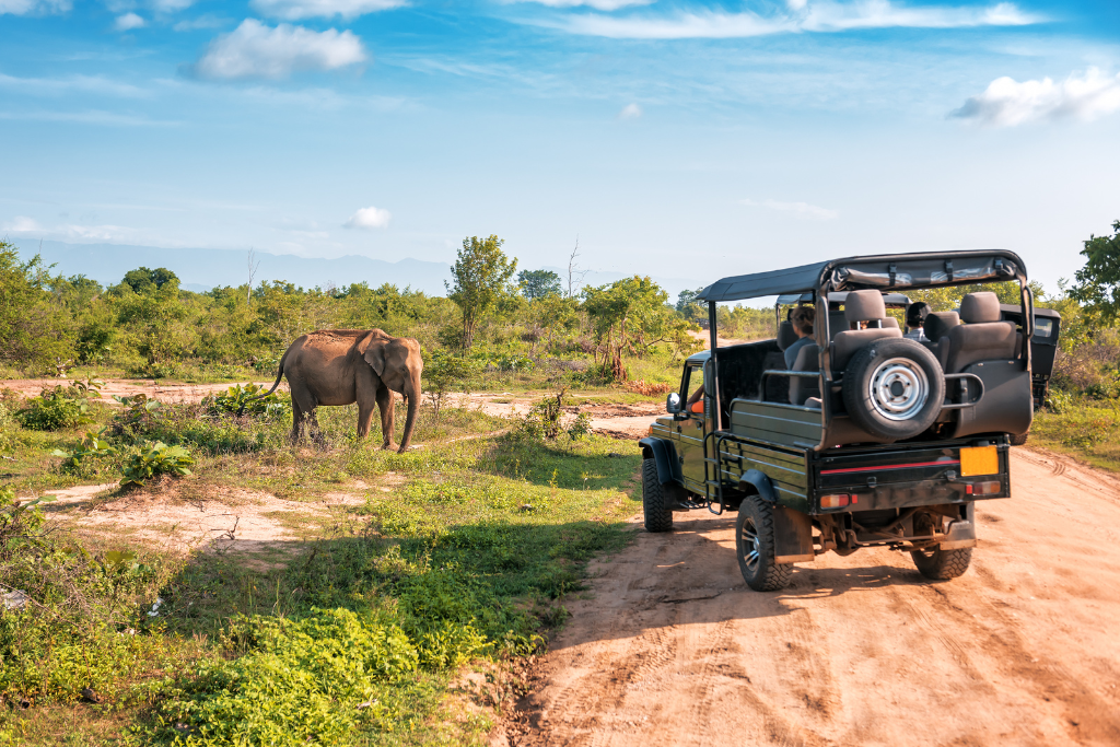 safari en tanzania elefante y x