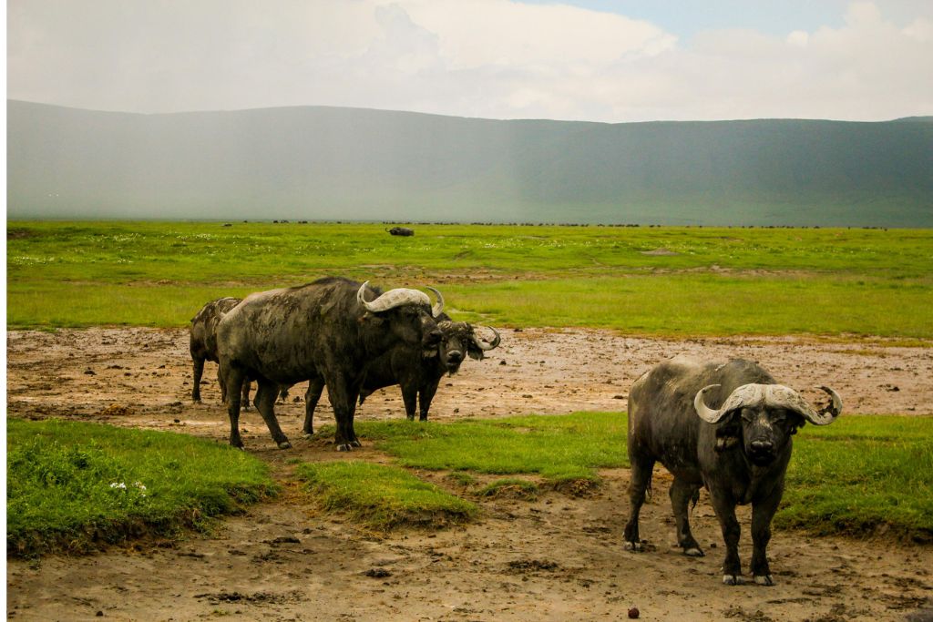 safari en tanzania ñus