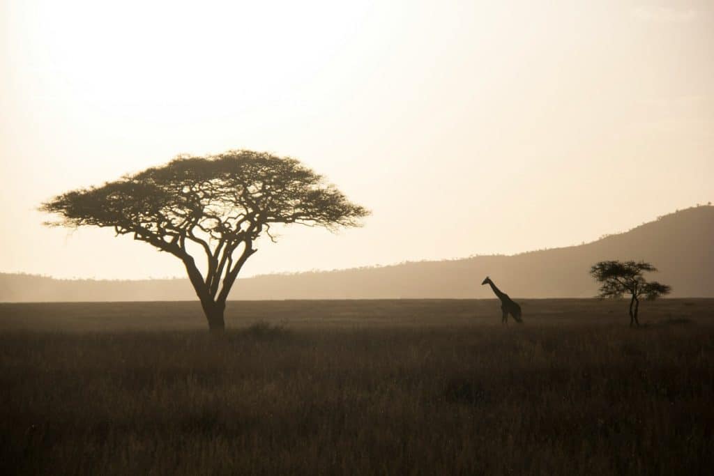 Silueta de una jirafa y un árbol de acacia en la sabana al atardecer en Kenia