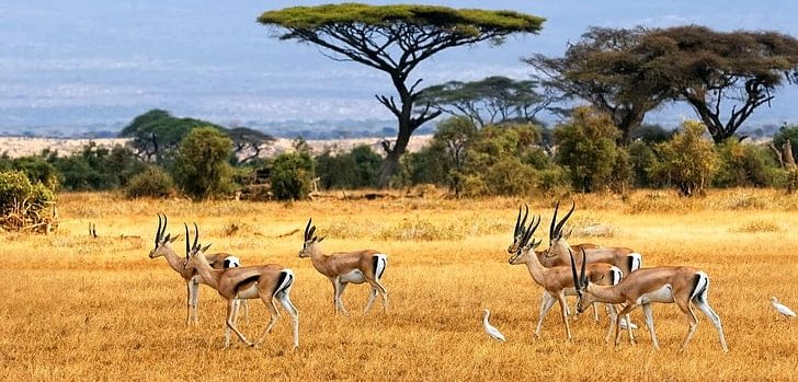 landscape savannah africa antelopes wallpaper preview