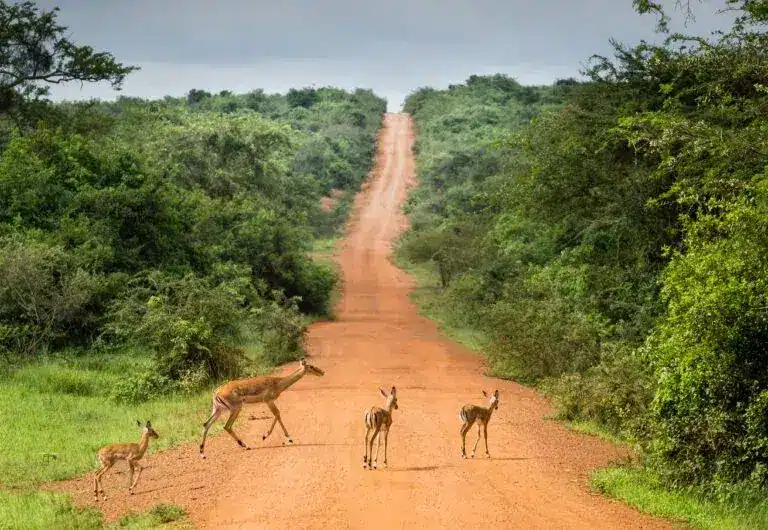Uganda gravel bike tour Lake Mburo National Park x