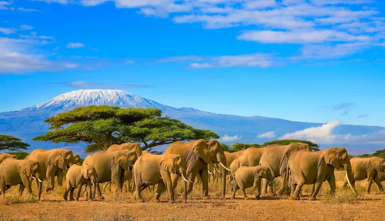 tanzania profileImage x scaled webp