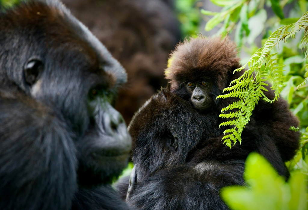 Uganda Gorilas en la Niebla