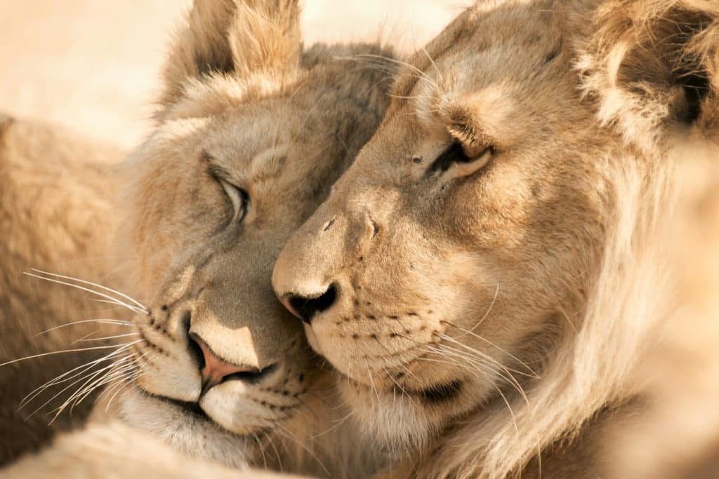 sudafrica