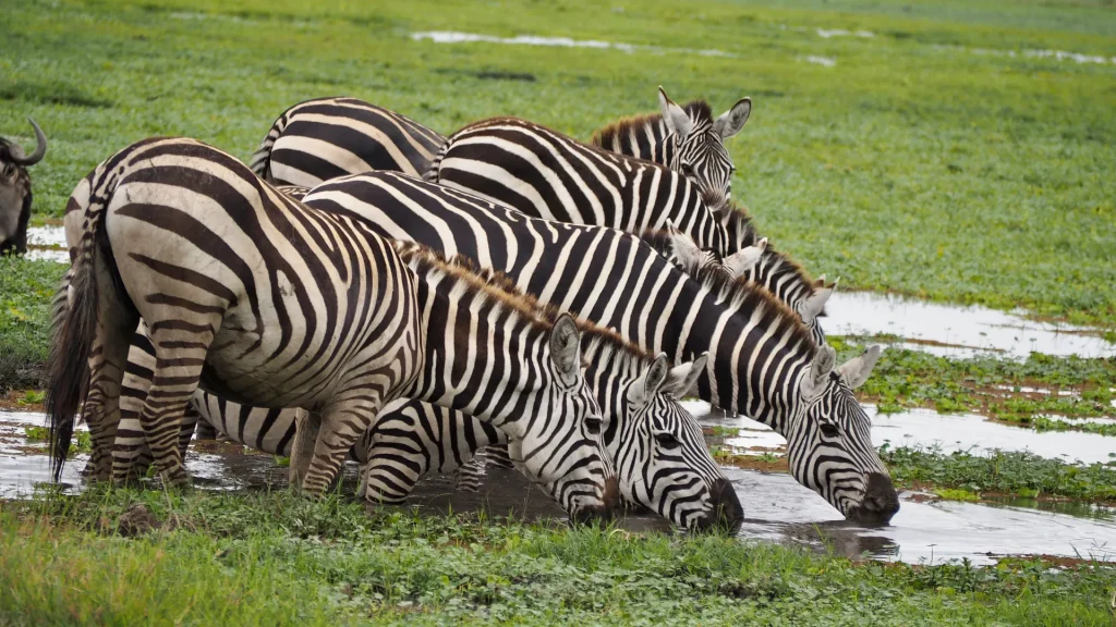 Kenia by Kilakitu, safari & playa