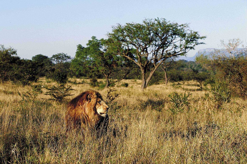 px A Lion in the Kapama%C Limpopo%C South Africa %% jpg
