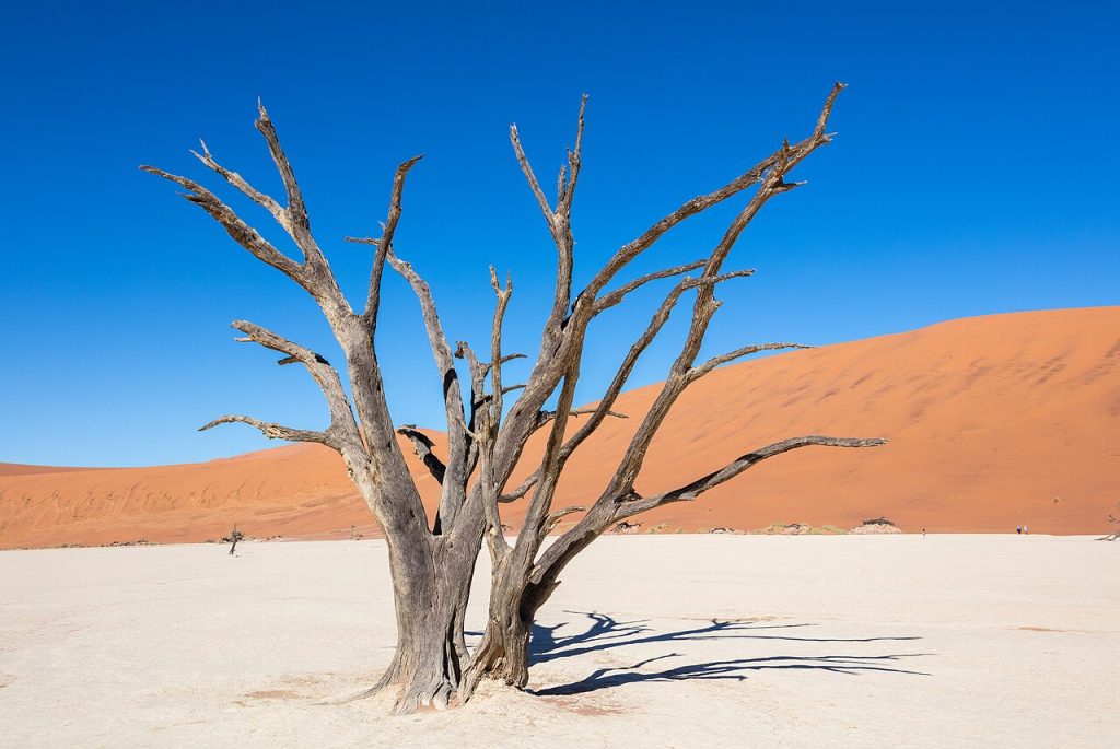 px Dead Vlei%C Sossusvlei%C Namibia%C %C DD jpg