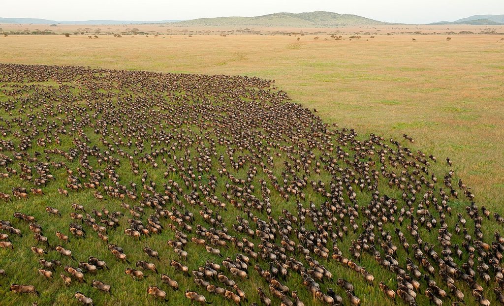 px Wildebeest Migration in Serengeti National Park%C Tanzania jpg