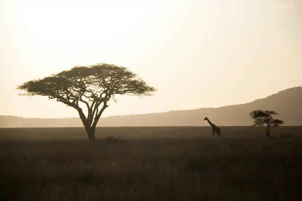 Kenia Parques del Norte