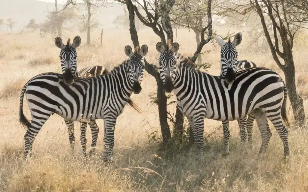 Tanzania, parques del Norte y Grumeti by Kila