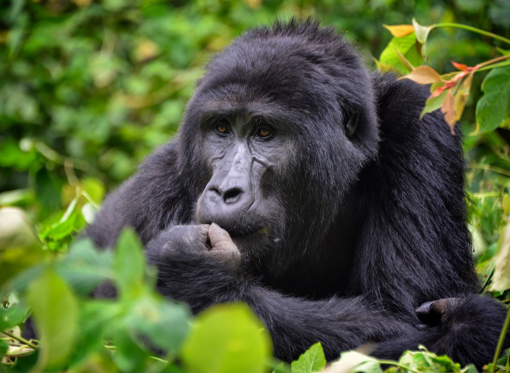 Mountain Gorilla, Bwindi, Uganda () jpg