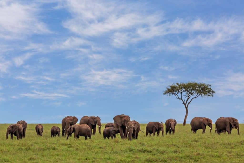foto masai mara Easy Resize com