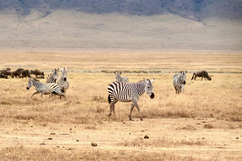 Tanzania Volcanes y tribus.