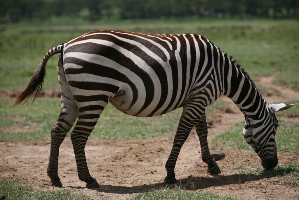 Tanzania Imprescindible by Kila