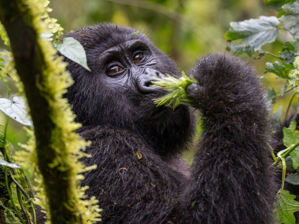 uganda Easy Resize com jpg